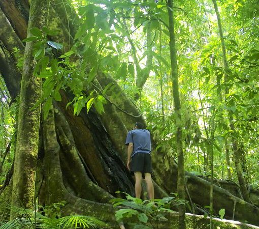 Explore the Daintree Rainforest